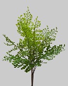 Maidenhair Spring Fern Bush 16" Green