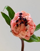 Mink Protea 29" Pink