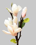 Tree Magnolia 20" Champagne