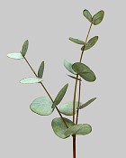 Eucalyptus 18" Green