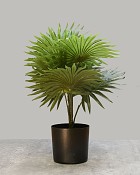 Fountain Palm 18" Green