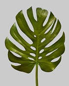 Leaf Split Philo 45" Green