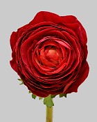 Ranunculus 22" Red