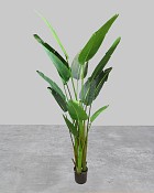 Travellers Palm 72"H