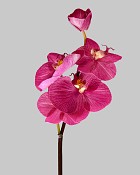 Mini Orchid Phalaenopsis 20" Fuchsia
