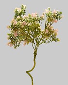 Sedum Spray 18" Pink