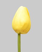 Pointed Tulip 15.5" Yellow