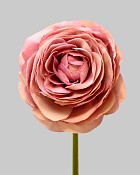 Ranunculus 22" Deep Lavender