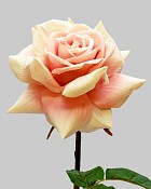 Rose Dutchess Open 20" Peach