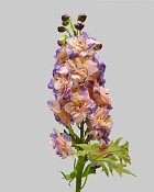 Delphinium 24" Purple/Cream