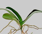 Phalaenopsis Orchid Leaf 9" Green