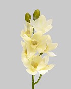 Cymbidium Orchid 27" White 
