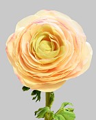 Ranunculus 22" Cream/Pink