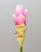 Curcuma Ginger 27.5" Pink