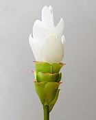 Curcuma Ginger 27.5" White