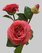 Camellia 29" Dark Red