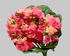 Mini Kalanchoe Bush 12" Pink/Red