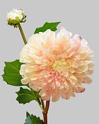 Dahlia 20" Pink