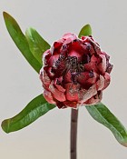 Mink Protea 29" Burgundy