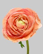 Ranunculus 22" Coral