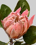 King Protea 23.5" Pink