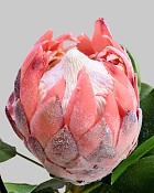 Protea 32" Pink