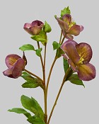 Hellebores 25" Eggplant