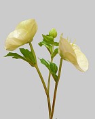 Hellebores 16.5" White