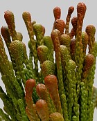 Brunia Spray 15" Green/Brown