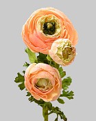 Ranunculus 24" Peach