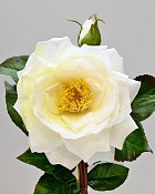 English Rose 19" Cream