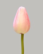 Pointed Tulip 15.5" Pink