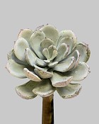 Succulent Speckled Pick 5.5" Grey/Green