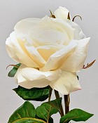 English Rose Tomora 22" Cream
