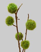 Chinese Chestnut Pick 26" Green/Brown