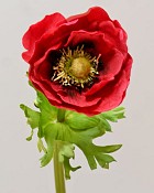 Anemone 17.5" Red