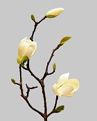 Magnolia Tree Bud 20" White