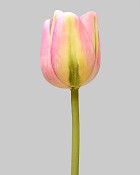 Tulip 15.5" Pink/Green