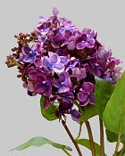 Lilac 27.5" Pink/Purple