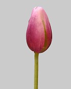 Pointed Tulip 15.5" Purple/Green