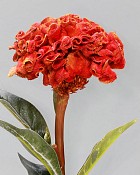 Ball Celosia 22.5" Dark Red