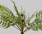 Fern Bush with Root 12" Green