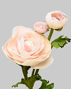 Ranunculus 22.5" Peach