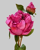 Peony Open with Bud 19.5" Dark Pink