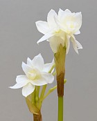 Paperwhite with Bulb 17" White