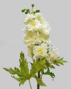 Delphinium 28" White