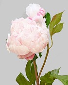 Peony Open with Bud 19.5" White/Pink