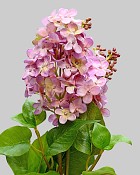 Lilac 27.5" Light Pink