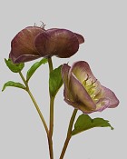 Hellebores 16.5" Eggplant