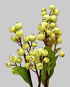 Blueberry 18.5" Green